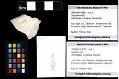 Foto (Objekt + Etiketten) von Isopoda indet. 